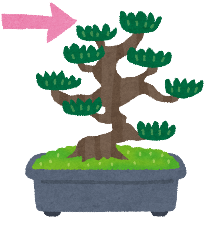 bonsai_matsu.png